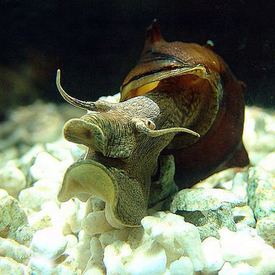 dd水族流星螺宝塔刺螺六角螺除黑毛藻可繁殖观赏螺除藻螺工具螺