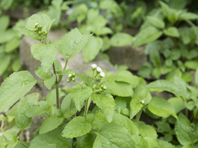 野生中草藥白花草白花臭草勝紅薊重陽草綠升麻臭爐草水丁藥