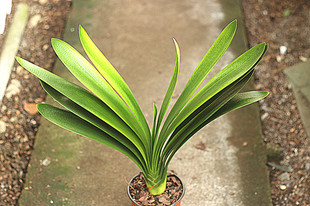 技师 盆栽 q1精品君子兰插座坑纹立板水晶黄技师短叶