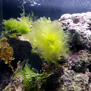 活体 海藻观赏活体 有效去除no3 石莼 po4 藻缸必备 食草的鱼类最爱