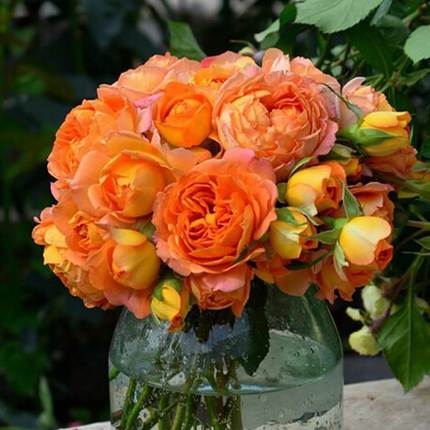 新品欧月【 夏日羊绒】【夏日绒球】 浓香 丰花灌木月季_不打折现价