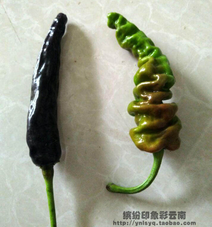 云南扭扭辣椒螺丝辣椒子 紫色绿色青椒新鲜现摘香辣椒 独特小黑辣
