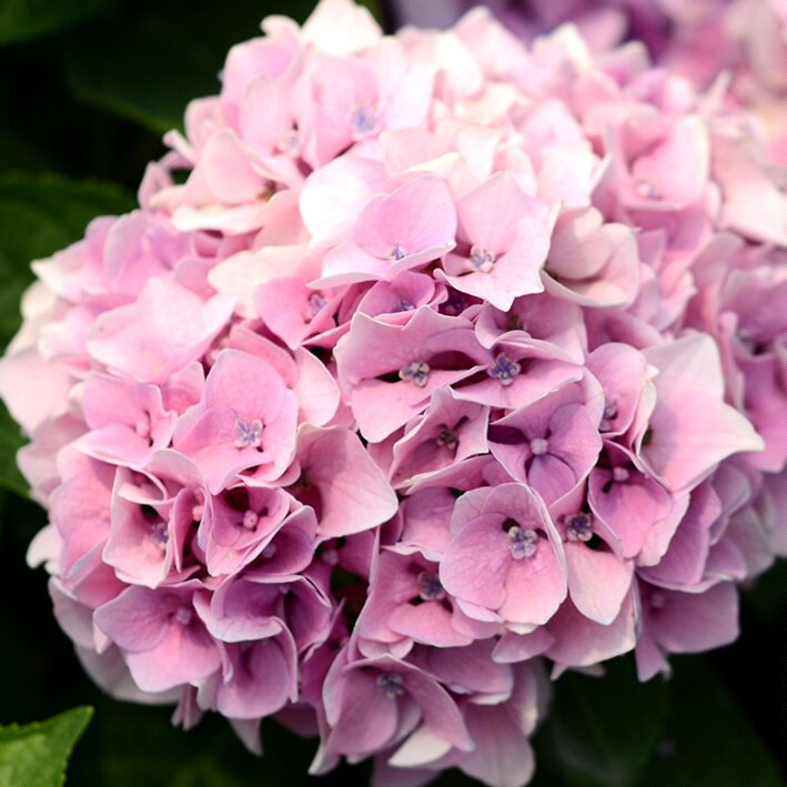 天狼月季大花绣球魔幻水晶八仙花阳台盆栽魔幻系列花卉花园植物花