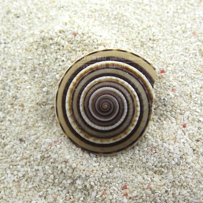 天然大车轮螺 黑线车轮 天然海螺贝壳鱼缸地台装饰裱画1颗草帽螺