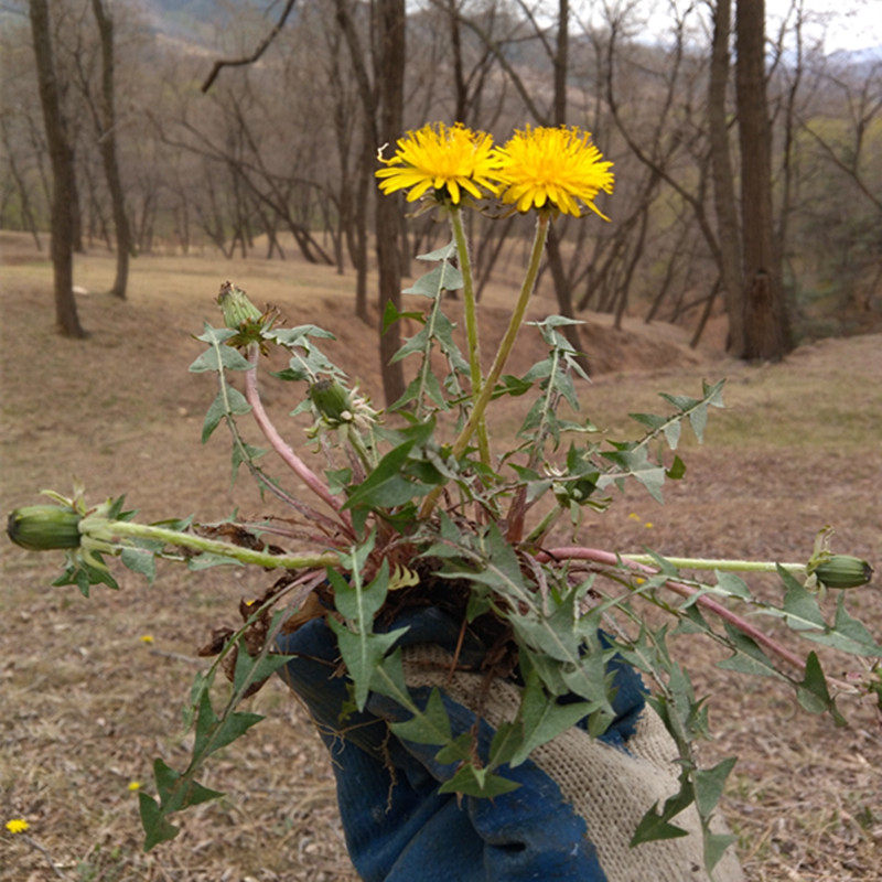 新鲜野生绿色蒲公英苦苣菜500克蒲公英苦苦菜 婆婆丁黄花地丁野菜