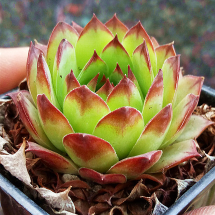 多肉植物 天箭座 星座系列多肉 盆栽绿植花卉盆花组合多肉_9折现价3.