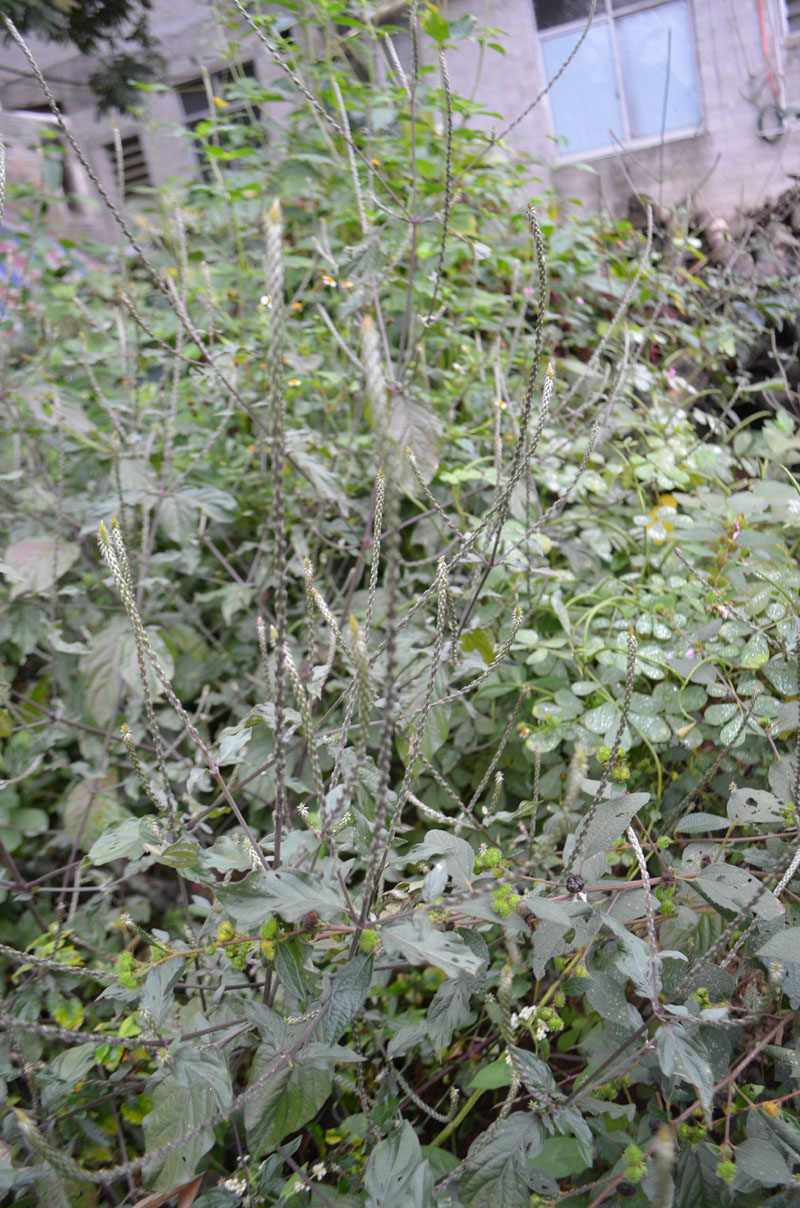 【满50元包邮】倒扣草 土牛膝 新鲜野生正宗资源 500g