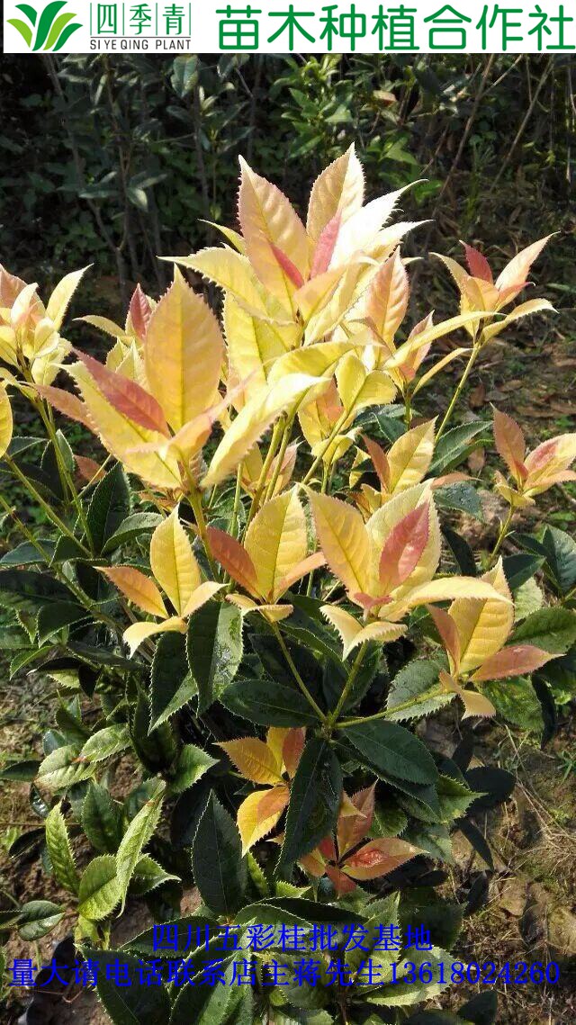 珍珠五彩桂 四季五彩桂 金叶彩叶桂花 珍珠五彩桂小苗 五彩桂树苗_双