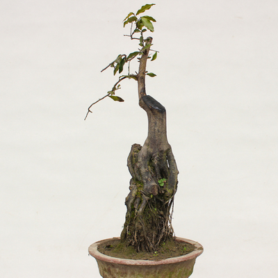 金弹子盆景母桩挂果古桩盆景树桩下山桩金蛋子盆景母桩低价盆景
