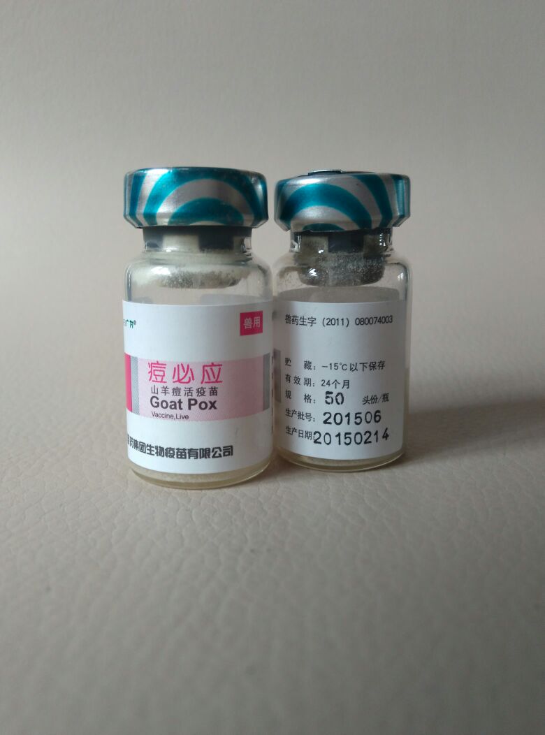 羊痘疫苗,羊痘,打完羊痘苗又得了羊痘(第2页)_大山谷图库