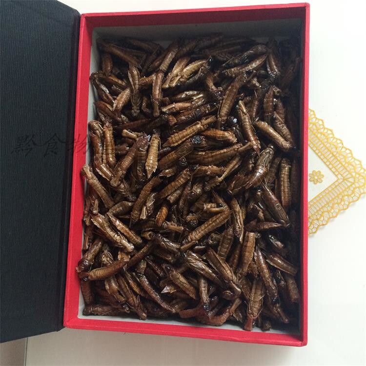 贵州毕节威宁特产威宁蜻蜓蛹 草海野生蜻蜓蛹半斤 韵达包邮