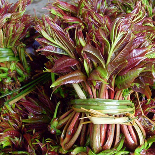 预售2017香椿芽500g野生菜香椿头湘西新鲜包邮椿木芽叶野菜嫩芽