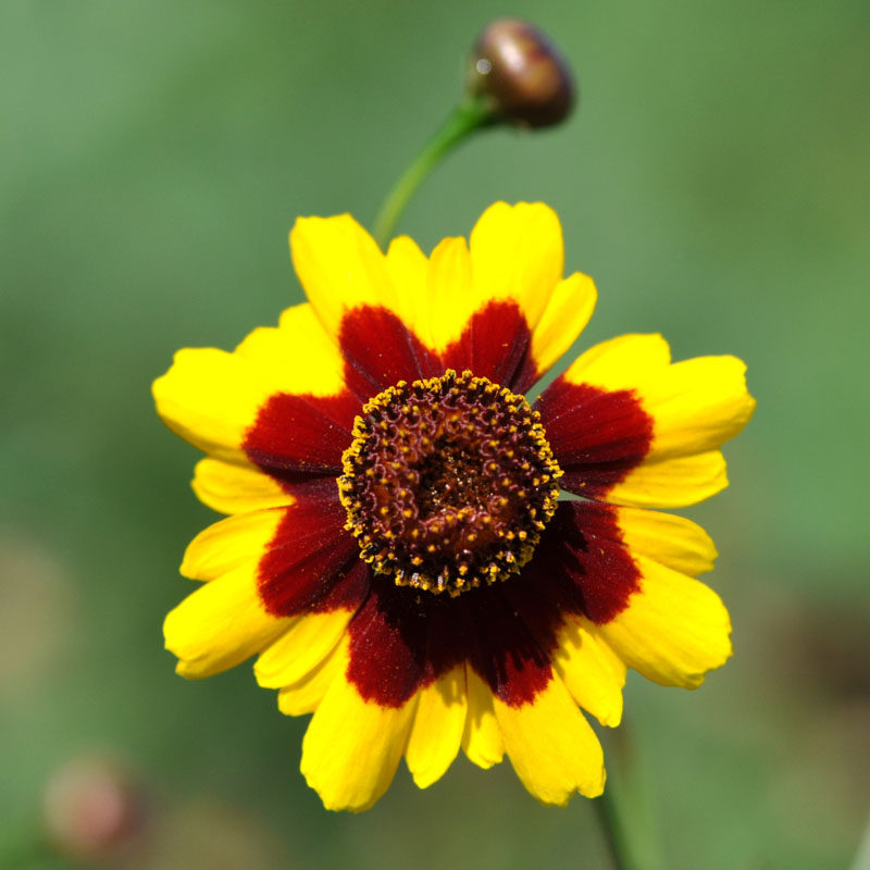 新疆野生昆仑雪菊胎菊王特级天然冰山血菊昆山清热去火菊花茶500g