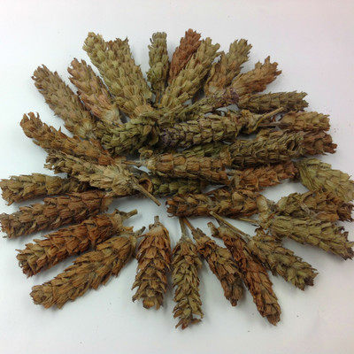 野生夏枯草中药材夏枯球 棒槌草新货500克包邮