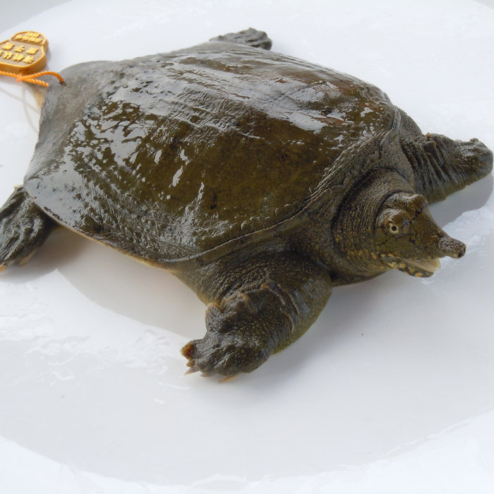 龚老汉生态甲鱼活体野长鲜活水鱼王八团鱼童子鳖公600克