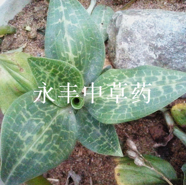 中草药野生斑叶兰 银线莲小青 花草 新货上市,优惠价130一斤干品