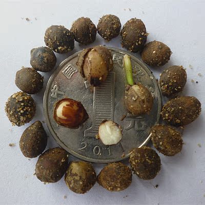 红豆杉种子沙藏红豆杉园林绿化阳台盆栽绿植观赏盆景新红豆杉种子