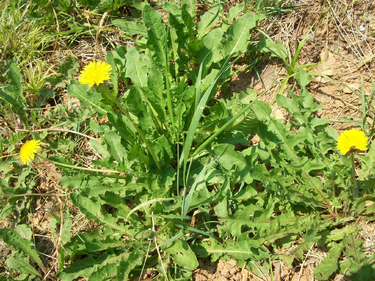 新鮮野生綠色蒲公英苦苣菜500克蒲公英苦苦菜 婆婆丁黃花地丁野菜