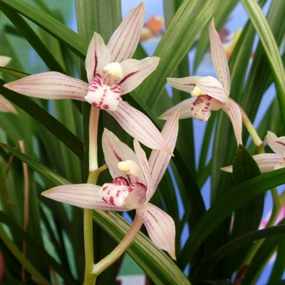 兰花 建兰 萨摩锦 超靓线艺斑艺 绿植花卉盆栽 高档送礼最佳品种