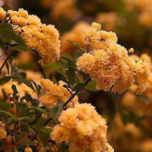 花苗 爬藤植物 280天循环开花七里香树苗 稀有红花木香蔷薇花苗 包邮