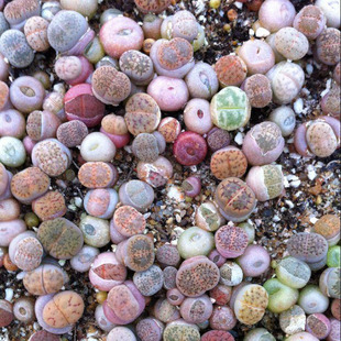 屁股 生石花 石生花 石头 1年 苗 混合 屁屁 屁股花 多肉植物 多肉