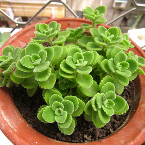 多肉植物碰碰香一抹香一摸香摸摸香办公室桌面迷你小绿植盆栽驱蚊