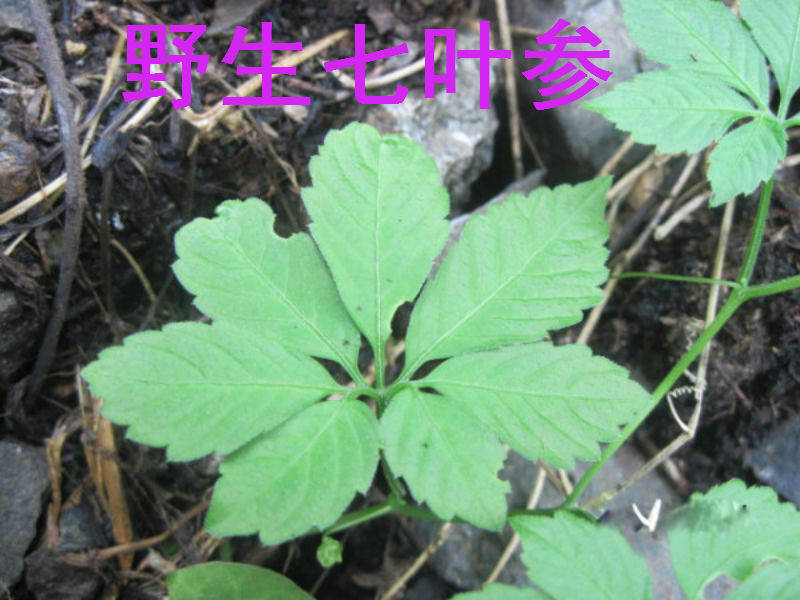 七叶人参图片,12种人参叶图片,人参图片大全大图_大山谷图库