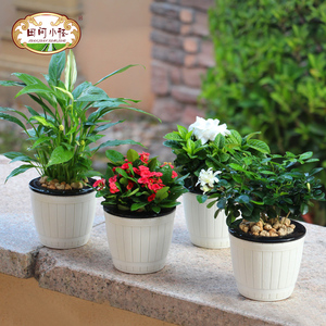 【天天特价】勿忘草种子套装 含盆土 简单易种植 绿植花卉小盆栽