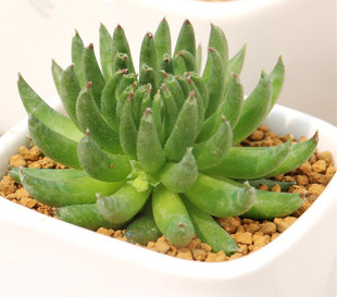 多宝精品|细叶百惠 奇特品种 韩国进口多肉植物盆栽花卉状态佳