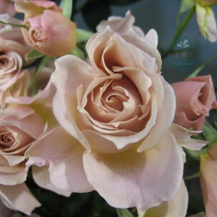 月季"庵"(v9方盆)