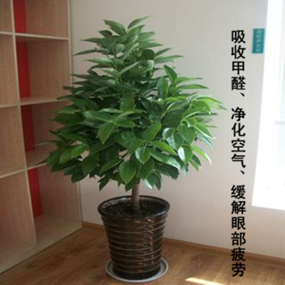 大型花卉植物平安樹盆栽肉桂樹平安樹大型綠植室內客廳辦公室包郵