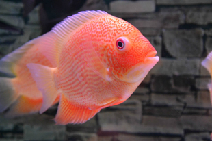 活体 热带鱼观赏鱼 纯种金菠萝鱼 活体 喷点菠萝鱼 菠萝鱼 6~14厘米