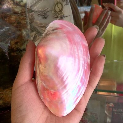 天然珍珠贝粉色蛤贝壳海螺地台家居装饰收地台水族藏鱼缸diy批