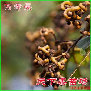 万寿果苗,万寿果,万寿果芽_大山谷图库