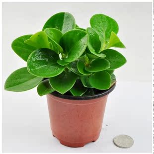 指甲 迷你植物---碧玉 2元一颗 ,豆瓣草,四瓣金钗,指甲草