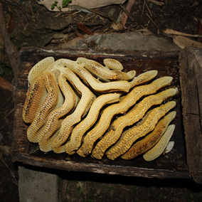 海伶山珍 老巢崖蜜百花土蜂蜜深山木桶药材蜂蜜农家自产500g 包邮