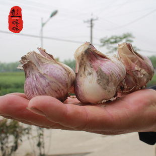 彭嫲嫲农家自种湖北洪湖本地紫皮香蒜2015新蒜子极香调味杀菌500g