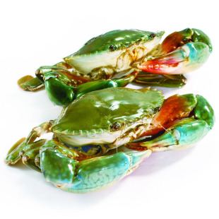 【御鲜轩】广东青蟹 肉蟹 500g/只 大螃蟹公蟹 鲜活海鲜水产包邮