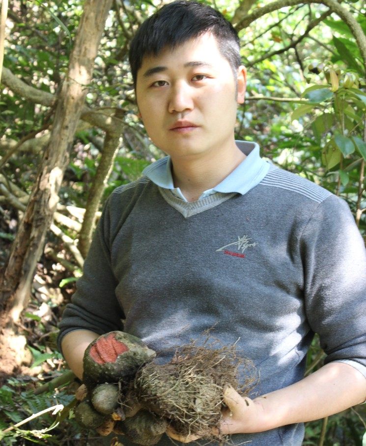 野生中药材 薯莨 朱砂莲 红孩儿 薯良 新鲜 血三七 下单现采包邮