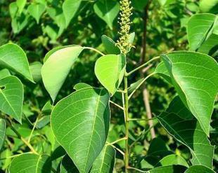 珍稀植物烏桕樹佛教瑰寶菩提樹苗帶土出售臘子樹烏桕樹種子