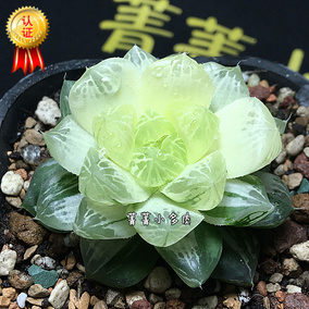 苏州玉露锦 一物一拍 保品种 十二卷多肉植物