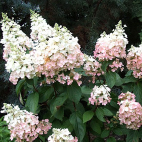 海蒂的花園 木繡球 粉色精靈 花園庭院 盆栽花卉植物 大苗