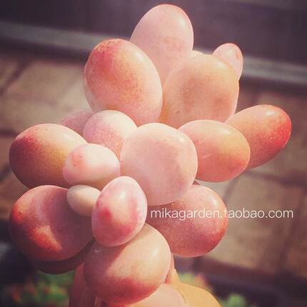 mika的小花园 多肉景天 野玫瑰之精 松果红爪 红爪_7折现价6.99元