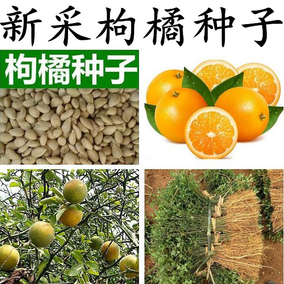 枸橘一族,枸橘,枸橘图片_大山谷图库