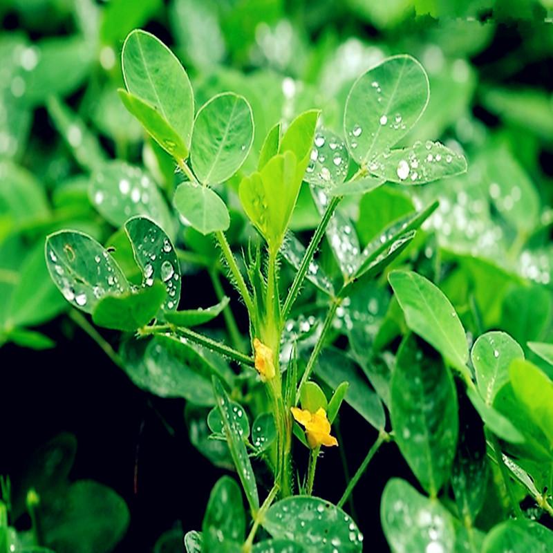 中药材 正品花生叶 花生叶茶 花生秧茶 干花生叶 花生叶片 500克