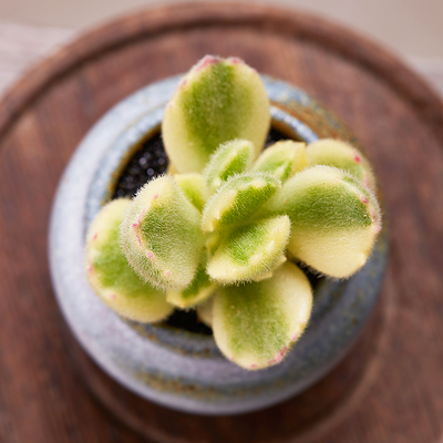 美诺花园 白熊 熊童子白锦熊掌多肉植物肉肉植物绿植盆栽多肉