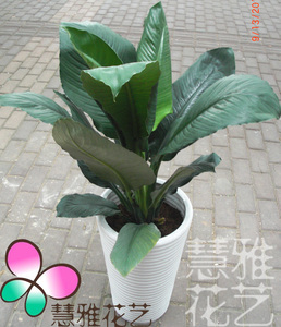 慧雅花艺 绿巨人 办公室家居阳台已售0件 ￥ 199.0 ￥199.