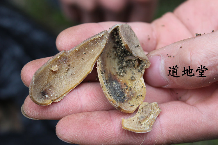 250克中药材五倍子又叫 百虫仓 百药煎 棓子