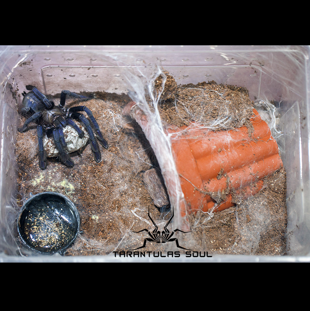 omothymus violaceopes 新加坡蓝 14cm母 捕鸟蛛 蓝色经典 蜘蛛 ￥95.