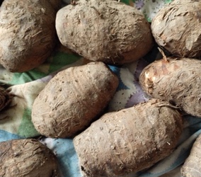 长白山野生药材莲豆4-6个特大一斤包邮供本店客户包邮